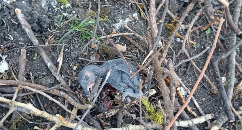 Власти рассказали, почему сбили гнезда птиц в сквере около Ульяновского парка
